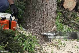 Best Tree Trimming and Pruning  in Mount Vernon, VA